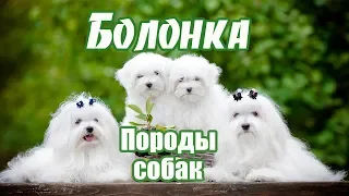 Породы собак. Болонка.