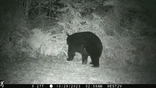 November 2023 West 2 Trailcam Highlights