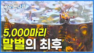 장수말벌 보다 영악한 꿀벌 포식자 5,000마리 등검은말벌 집 초토화 시키기!│극한직업│#골라듄다큐