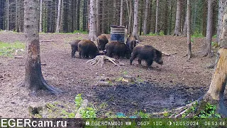 Кабаны. Опять все растаяло ... веселятся )Всегда свежие фото и видео с фотоловушек Егерькам.