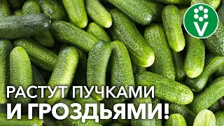 ЛУЧШИЕ ОГУРЦЫ! СОРТА + Секрет долгого плодоношения! ТАКОГО УРОЖАЯ ОГУРЦОВ У ВАС ЕЩЁ НЕ БЫЛО!