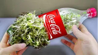 Using a coca cola bottle to grow bean sprouts at home - Amazing life hack!