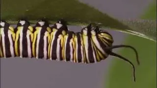 Monarch caterpillars only eat milkweed leaves.