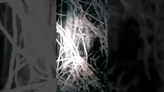 Bigfoot Night Encounter Captured On Video #fyp #viral #viralshorts #bigfoot #foryou #catskills