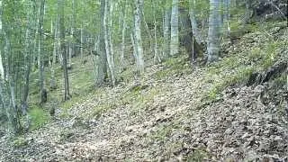 Posteriorly - camera trap