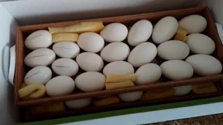 инкубация гусиных яиц