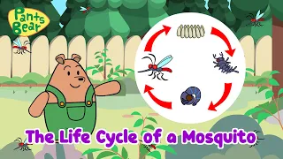 The Life Cycle of a Mosquito | Mosquito go away |#PantsBear