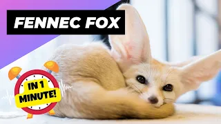 Fennec Fox - In 1 Minute! 🦊 One Of The Cutest And Exotic Animals In The World | 1 Minute Animals