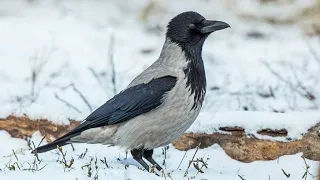 Ворона лает как собака (Corvus cornix)