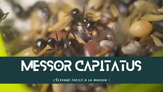 Le monde fascinant des fourmis Messor capitatus : mon expérience d'élevage