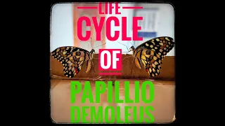 PAPILLIO DEMOLEUS | Journey of Egg to Adult | life cycle of Citrus butterfly | lime butterfly