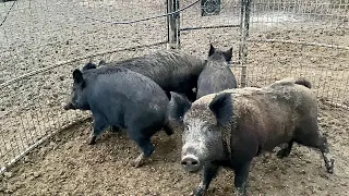 Big boar hog and 3 large sows. (Trapping wild hogs)