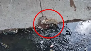 A dying dog was abandoned in a canal! The water was beginning to understand! Look what happened!