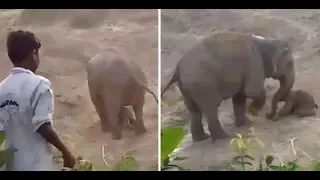 Elephant kills man in self-defense| CCTV English