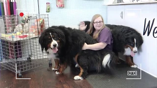 Bernese mountain dog grooming w haircut (owner request)