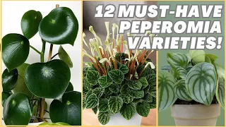 12 Stunning Peperomia Varieties You Need In Your Home!