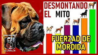 La Raza de Perros con la Mordida Más Poderosa: Datos Impactantes 🤔🔥