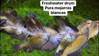 FRESHWATER DRUM. Pesca de noche con diferente carnada