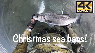 Xmas sea-bass present in Greece 🐟 Winter spearfishing in shallow water, first shot first bass