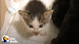 Couple Takes In 2 Orphaned Kittens Who Turn Their House Upside Down | The Dodo Cat Crazy