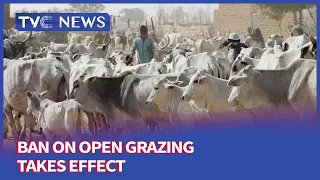 [Journalists Hangout] Cattle Breeders Demand Alternatives, As Ban On Open Grazing Takes Effect