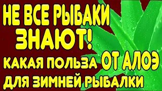 НЕ ВСЕ РЫБАКИ ОБ ЭТОМ ЗНАЮТ! Какая польза от АЛОЭ для ЗИМНЕЙ РЫБАЛКИ?!