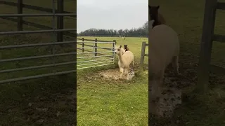 Alpacas Adorably Try to Jump Over Puddle - 1290190
