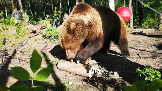 Медведь Мансур получил подарок игрушку с секретиками