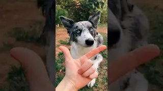 15 Easy Dog Tricks For beginners You Need To Try!😲💪