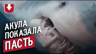 Акула убийца показала пасть на камеру
