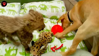 The Impressive Friendship between a Dog and a Cheetah since puppyhood