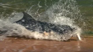 Dolphins Fishing on Land | BBC Earth