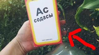 Қияр ауырмасын десеңіз, осыны істеңіз...///