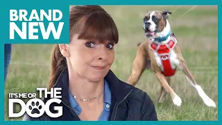 American Boxer Has a Bad Recall on Walks! | It's Me or the Dog