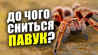 До чого сниться ПАВУК? 🕷️ Значення СНОВИДІННЯ для жінок та чоловіків 📖 СОННИК