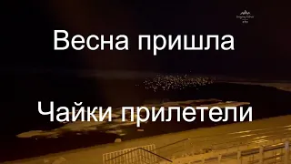 «Чайки над водой» Хабаровск 2021