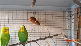 Крики волнистых попугаев