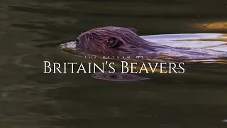 The Return of Britain's Beavers