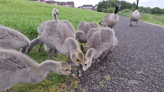 Cute little geese up close.