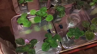 African Violet Wick Water Update