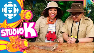 Studio K Safari: Bearded Dragon | CBC Kids