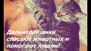 Дальнобойщики спасают животных и помогают людям! | Truckers save animals and help people!