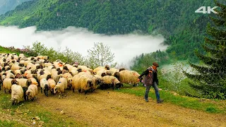 Migration Above The Clouds | Documentary