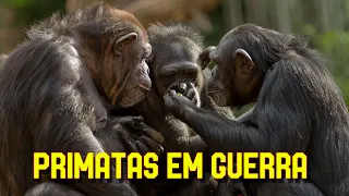 Primatas em guerra | Documentário Discovery Completo