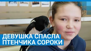 Ярославль: девушка спасла и приютила птенчика сороки