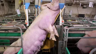 Modern Pig Farming Technology & Equipment - Million Dollar Pork Slaughter & Processing Factory