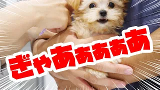 Chiwapu puppy trembles and screams at the second injection in his life