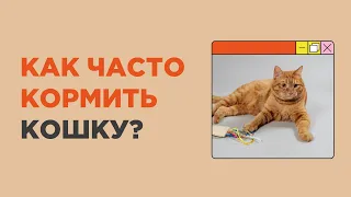 Как часто нужно кормить кошку в день?