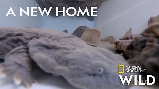 Returning Hellbender Salamanders to the Wild | Secrets of the Zoo