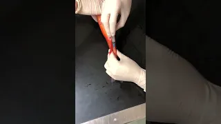 Blood sampling in fish